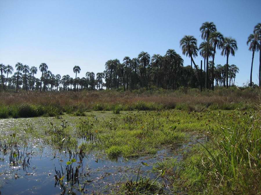 Transitstrecke argentinische Provinz Entre Rios - Uruguay - Süd-Brasilien; endlose Weiten und dazwischen viele Rinder