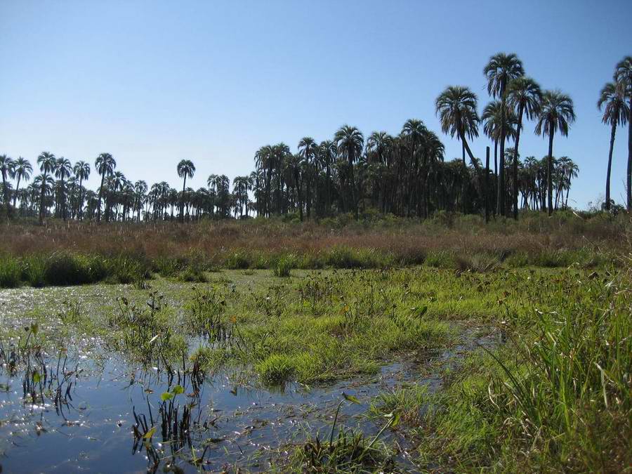 Transitstrecke argentinische Provinz Entre Rios - Uruguay - Sd-Brasilien; endlose Weiten und dazwischen viele Rinder