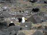IMG_5124a.jpg