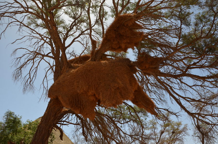 Vogelnester