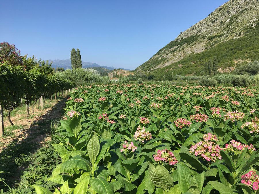 BALKAN_00471.jpg