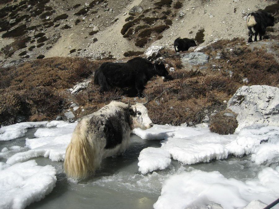 Nepal11_08871.jpg