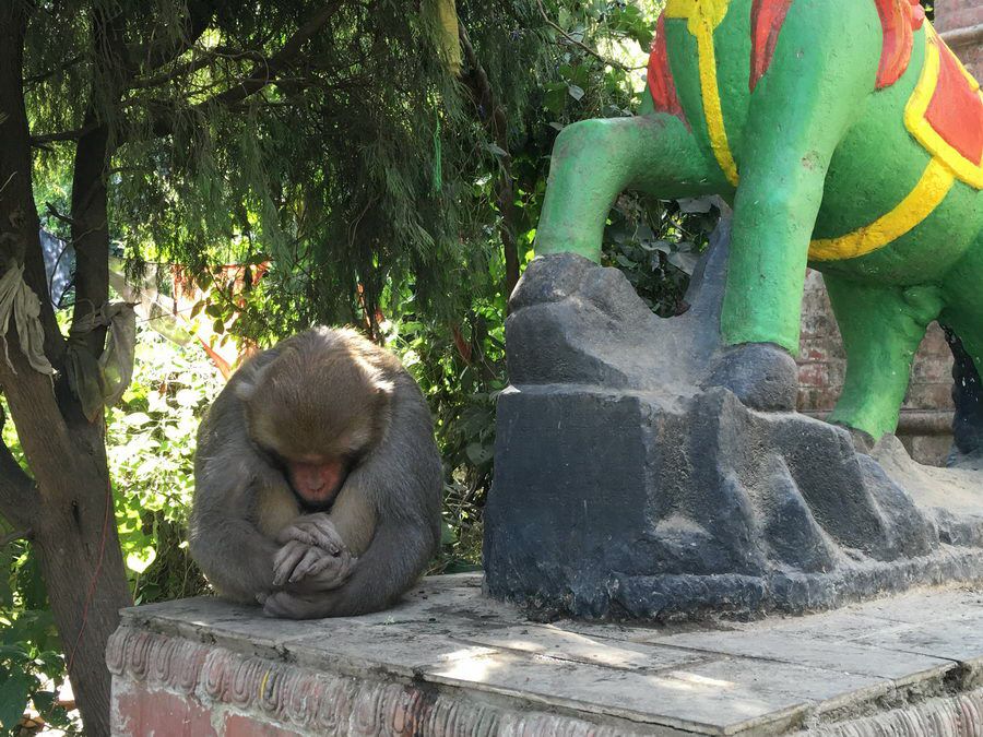 NEPAL_00131.jpg