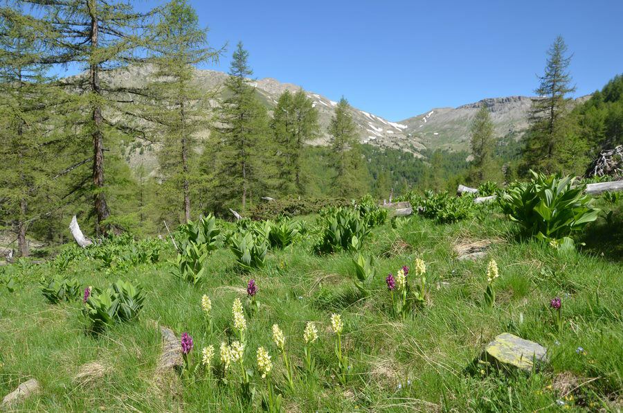 seealpen_192.jpg